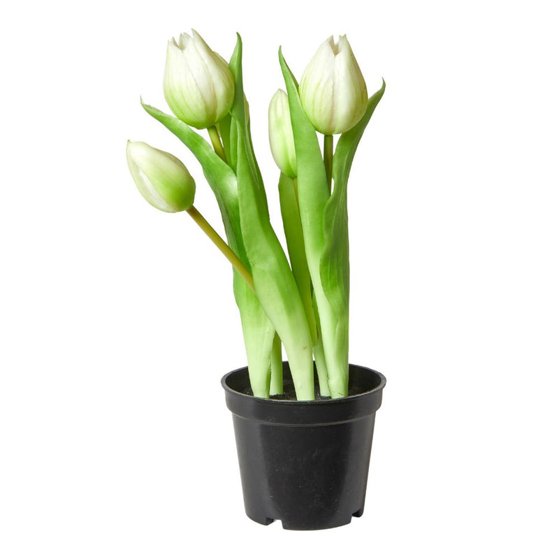 Tulipaner 5 stk. i potte 25 cm - hvid